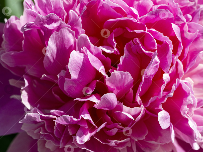 Скачать Розовые лепестки пиона создают пышную текстуру. Пион крупным планом, освещенный солнцем. Цветочный фон из лепестков. фотосток Ozero