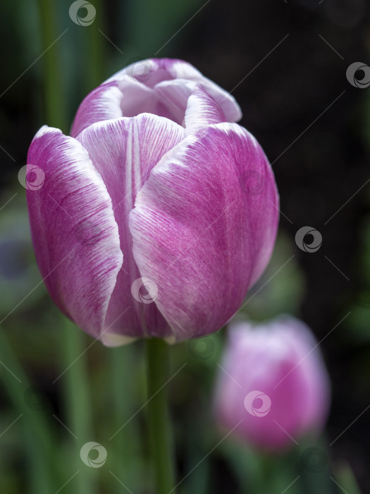 Скачать Розовый тюльпан с белыми прожилками на лепестках на фоне зеленого растения. Крупный план. Естественный фон с цветком тюльпана. фотосток Ozero