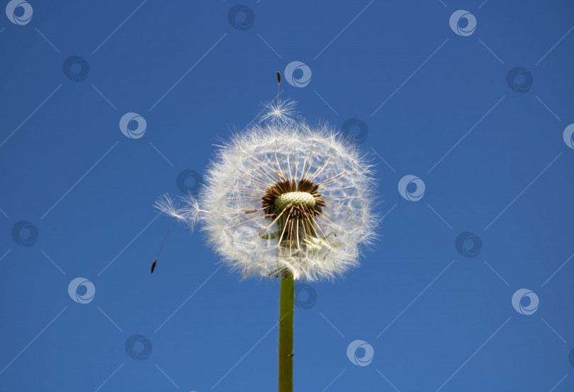 Скачать Белый пушистый одуванчик с семенами на фоне ясного голубого неба фотосток Ozero