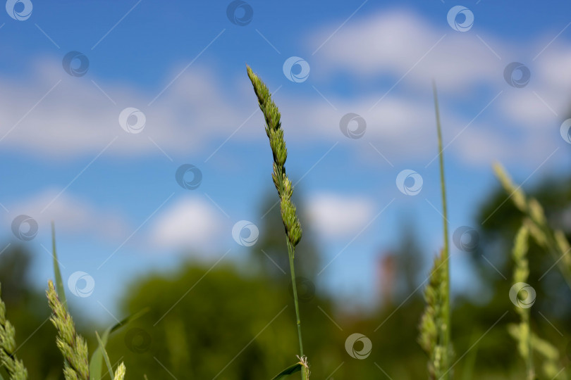 Скачать Зеленый колосок на травянистом поле и голубое небо с размытыми белыми облаками фотосток Ozero