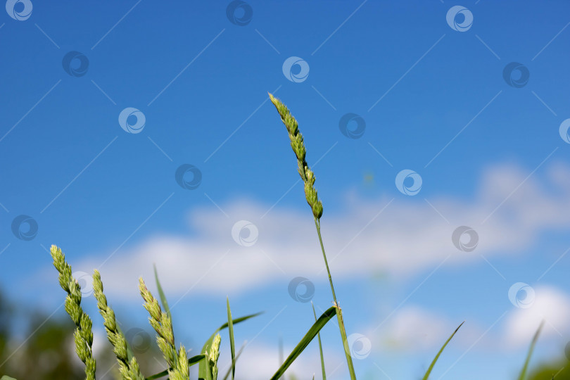 Скачать Зеленый колосок на травянистом поле и голубое небо с размытыми белыми облаками фотосток Ozero