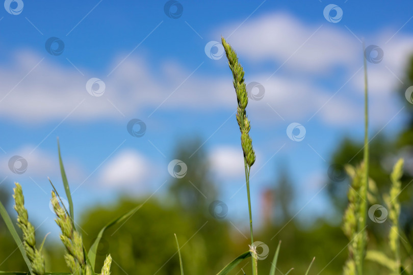 Скачать Колосок на травянистом поле и голубое небо с расплывчатыми белыми облаками фотосток Ozero