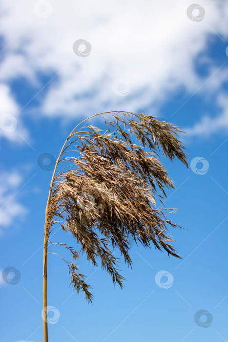 Скачать Ветка тростника на фоне голубого неба и белых облаков.Пампасная трава со светло-голубым небом и облаками фотосток Ozero