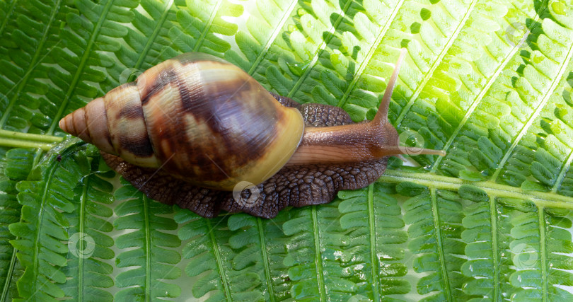 Скачать Achatina fulica, гигантская улитка, ползущая по зеленому листу папоротника фотосток Ozero