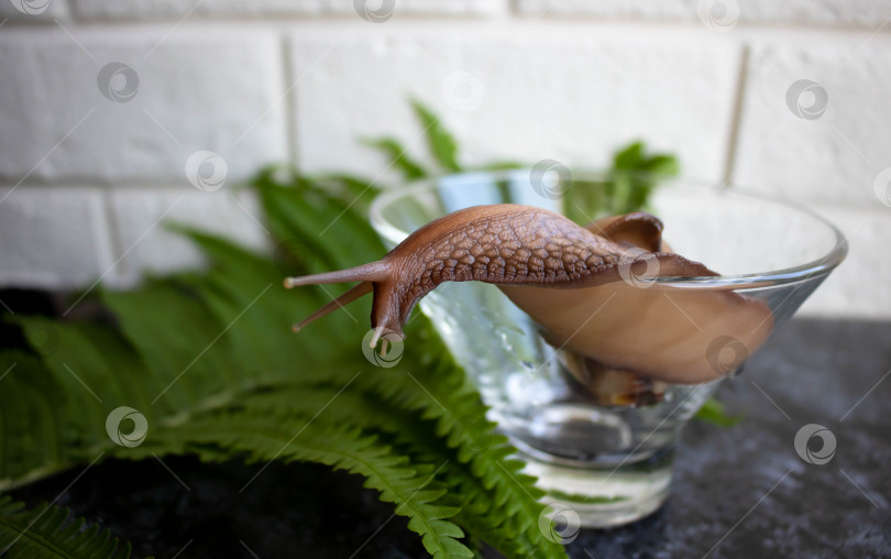 Скачать Achatina fulica, гигантская улитка, ползающая в стеклянной миске на кухонном столе фотосток Ozero