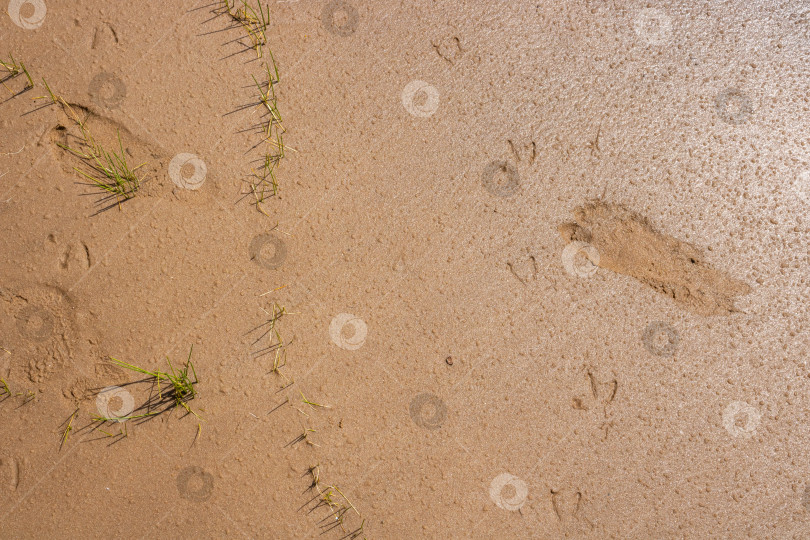 Скачать Человеческий след ребенка и следы чайки на мокром песке фотосток Ozero