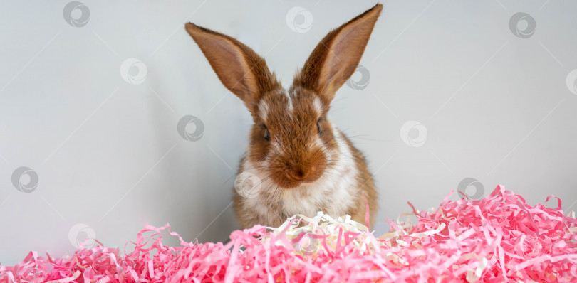 Скачать Пасхально-коричневый с белыми пятнышками маленький кролик сидит в ярко-розовой мишуре на белом фоне. Концепция праздника Пасхи фотосток Ozero
