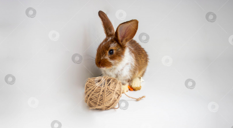 Скачать Красно-коричневый кролик сидит рядом с мотком ниток на белом фоне фотосток Ozero