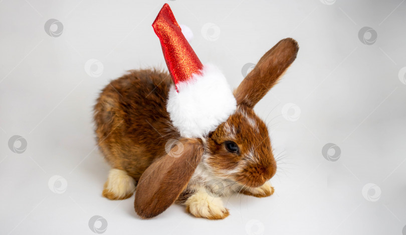 Скачать Маленький коричневый кролик с белыми пятнами и в шляпе Санта-Клауса.Концепция нового года на Пасху.Симпатичный питомец фотосток Ozero