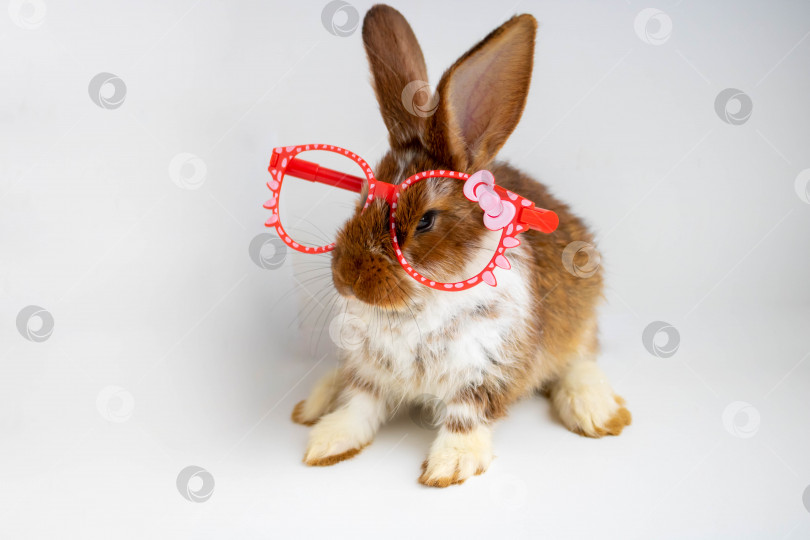 Скачать Маленький коричневый кролик с белыми пятнышками сидит в красных модных очках на белом фоне фотосток Ozero