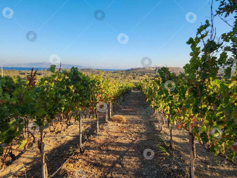 Скачать Виноградники в сентябре, полуостров Датча, Турция фотосток Ozero