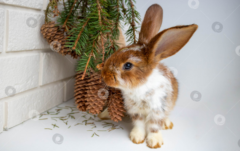 Скачать Милый коричневый кролик сидит возле вазы с букетом из еловых веток с шишками. Концепция Рождества, Нового года, Пасхи, домашнего животноводства фотосток Ozero