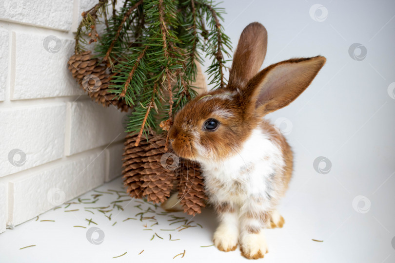 Скачать Милый коричневый кролик сидит возле вазы с букетом из еловых веток с шишками. Концепция Рождества, Нового года, Пасхи, домашнего животноводства фотосток Ozero