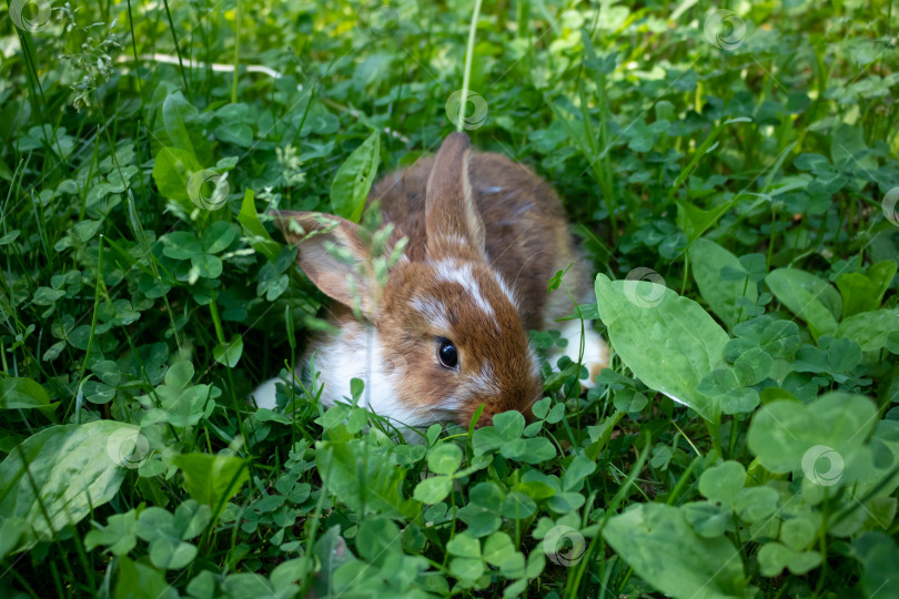 Скачать Маленький коричневый кролик прячется в зеленой траве ярким солнечным летним днем фотосток Ozero