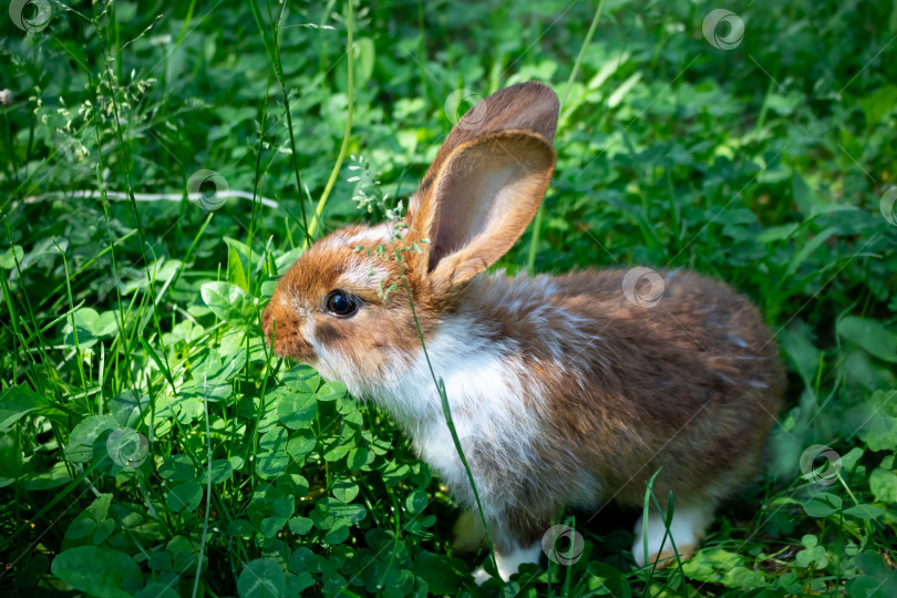 Скачать Маленький коричневый кролик прячется в зеленой траве ярким солнечным летним днем фотосток Ozero