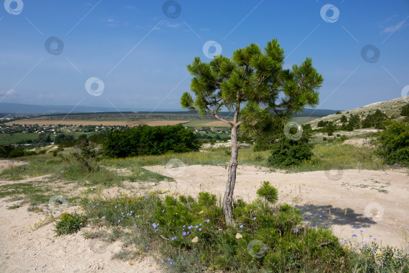 Скачать Одинокая сосна на фоне голубого неба и белых скальных образований фотосток Ozero