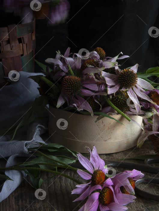Скачать Сырье из свежих цветов пурпурного конского цветка в деревянной баночке, готовое к сушке фотосток Ozero