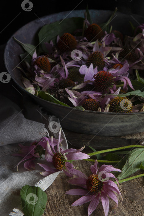 Скачать Сырье из свежих цветов пурпурного конского цветка в винтажной тарелке coper, готовое к сушке фотосток Ozero