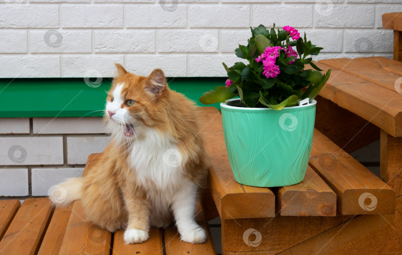Скачать Симпатичный рыжий кот сидит на деревянных ступеньках рядом с цветочным горшком. Пушистый питомец зевает и смотрит с любопытством. Уютный дом с сочными растениями. фотосток Ozero