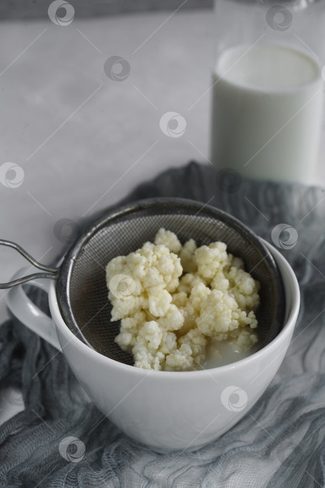 Скачать Крупинки молочного кефира в сите с бутылкой кефира на белом столе. фотосток Ozero