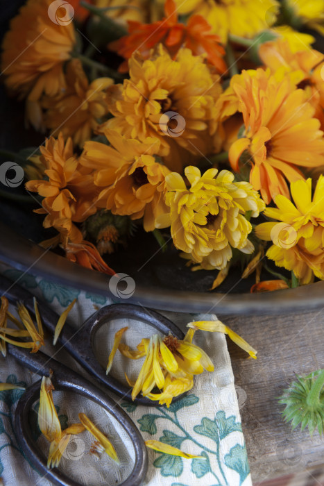 Скачать Цветы календулы в металлической тарелке, готовящиеся к сушке на деревенской кухне фотосток Ozero