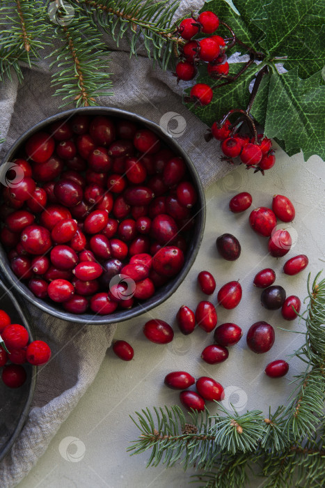 Скачать Красные ягоды и еловые ветки для новогоднего и рождественского декора на сером столе, вид сверху. фотосток Ozero