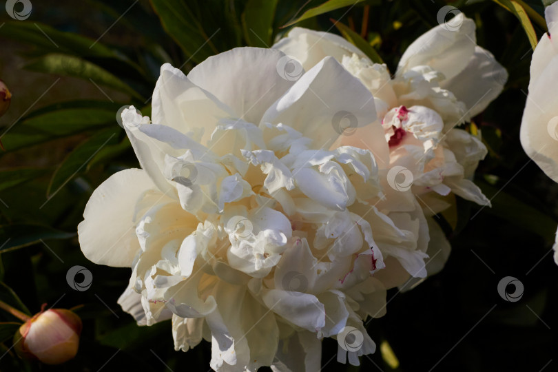Скачать Фотография белого цветущего садового цветка пиона. растения. фотосток Ozero