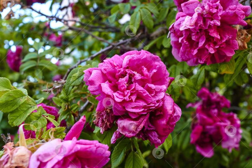 Скачать Фото сада ярко-розового шиповника с колючими растениями. фотосток Ozero