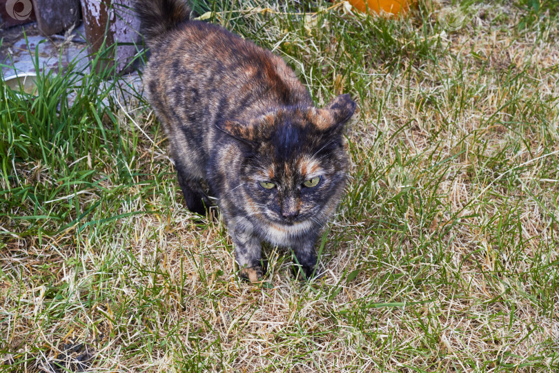 Скачать Трехцветный кот на фоне зеленой травы. фотосток Ozero