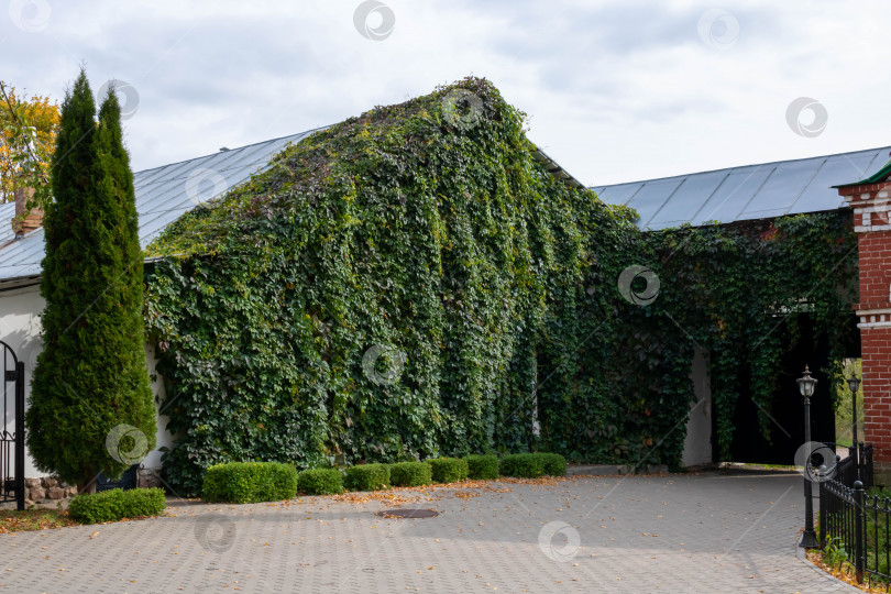 Скачать Вьющаяся виноградная лоза на фасаде дома, увитого вертикальными растениями дикого винограда, или зеленый экодом, увитый плющом. Зеленый фасад экодома представляет собой вечнозеленую живую изгородь, заросшую диким виноградом, увитую плющом фотосток Ozero