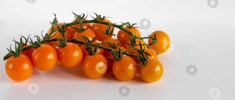 Скачать Спелые свежие оранжевые помидоры черри на ветке, выделенные на белом фоне. Место для текста фотосток Ozero
