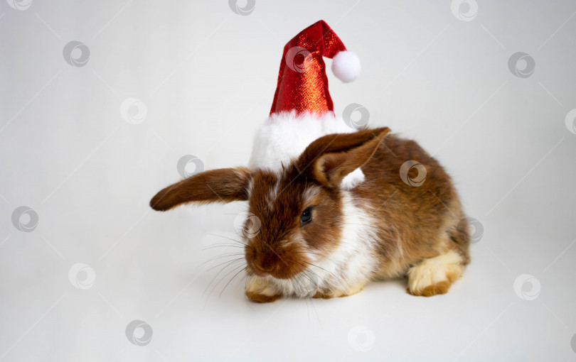 Скачать Забавный маленький коричневый кролик в красной рождественской шапочке фотосток Ozero