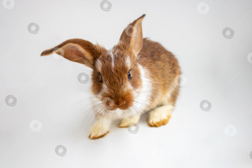 Скачать Красно-коричневый кролик сидит на белом фоне фотосток Ozero