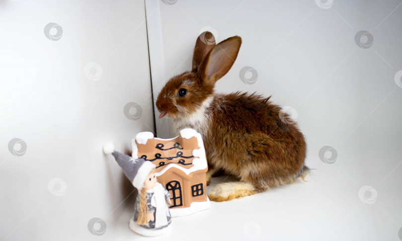 Скачать Забавный маленький коричневый кролик сидит возле глиняного домика, высунув язык фотосток Ozero