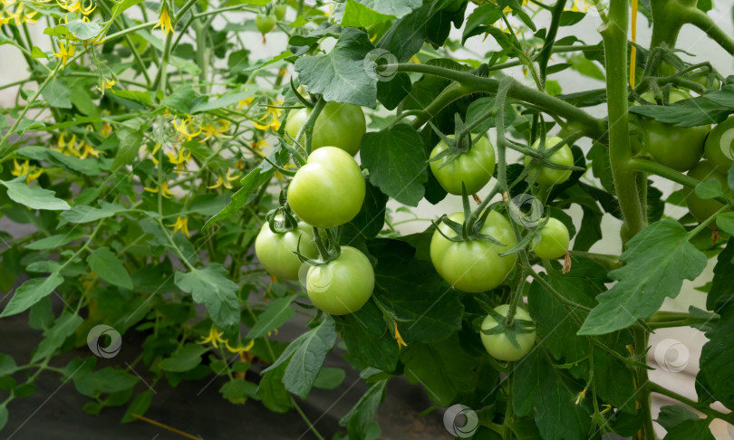 Скачать Зеленые незрелые помидоры висят на ветке. В теплице есть овощная плантация с помидорами. выращивание органических продуктов фотосток Ozero