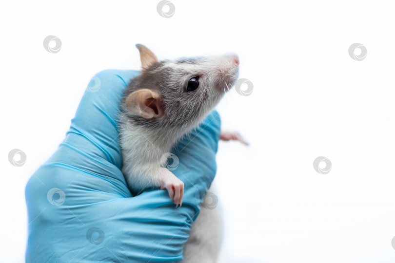 Скачать Серая крыса на приеме у ветеринара. Рука в синей перчатке держит крысу. Обследование здоровья крыс фотосток Ozero