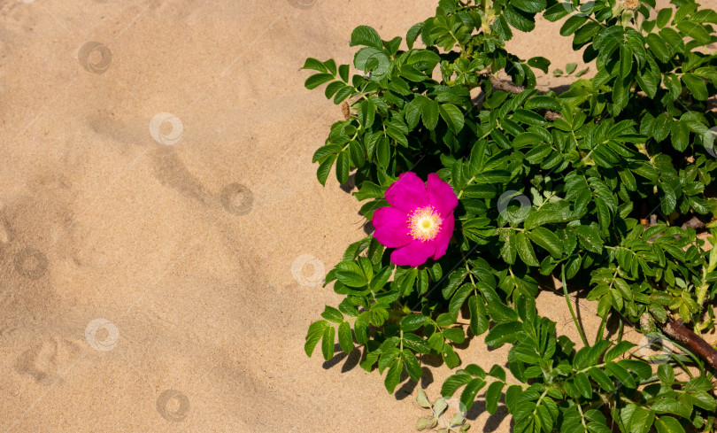 Скачать Куст шиповника, который растет на песчаной дюне у моря. Пейзаж фотосток Ozero