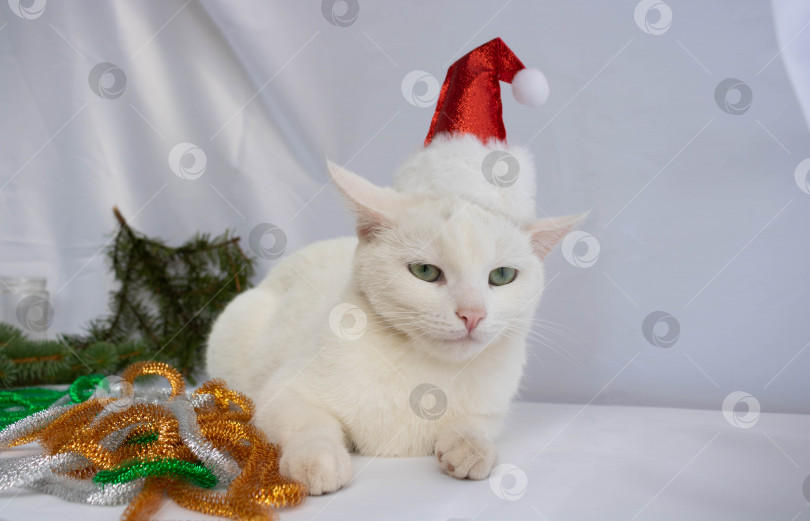 Скачать Белый кот в шляпе Санты лежит на белом фоне рядом с праздничной мишурой фотосток Ozero