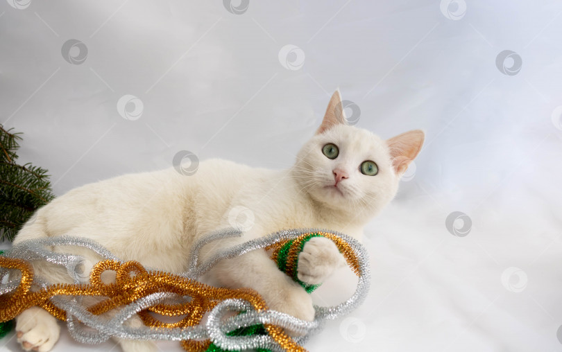 Скачать Белая кошка лежит на белом фоне рядом с праздничной мишурой фотосток Ozero