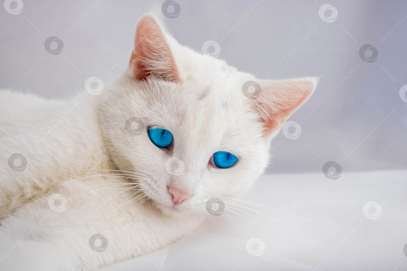 Скачать Белая кошка с розовым носом и голубыми глазами лежит на белом фоне фотосток Ozero