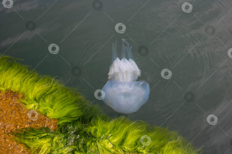 Скачать Черноморская медуза корнерот плавает у берега в водорослях фотосток Ozero