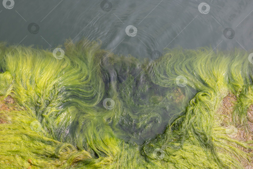 Скачать Крупный план на фоне зеленых водорослей. Зеленые водоросли в морской воде фотосток Ozero