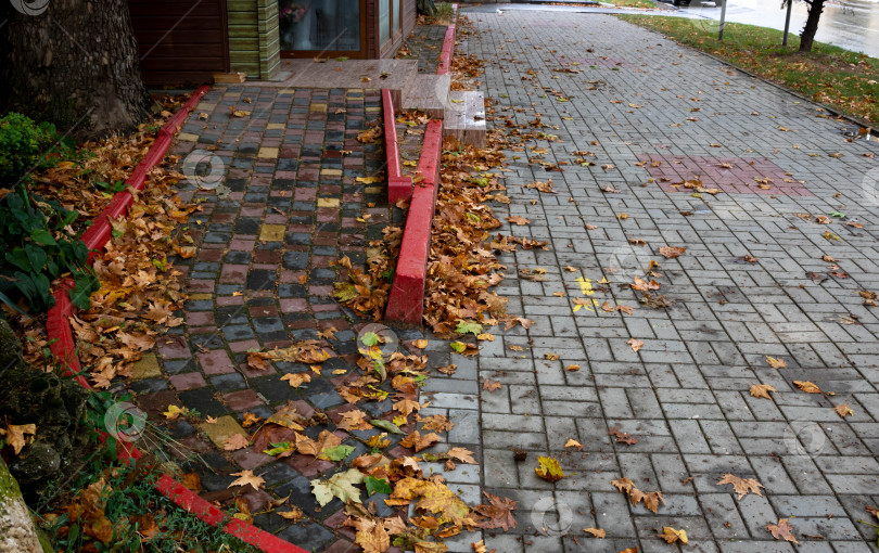 Скачать Тротуар покрыт множеством опавших разноцветных сезонных декоративных осенних листьев, переливающихся на солнце осенним днем фотосток Ozero