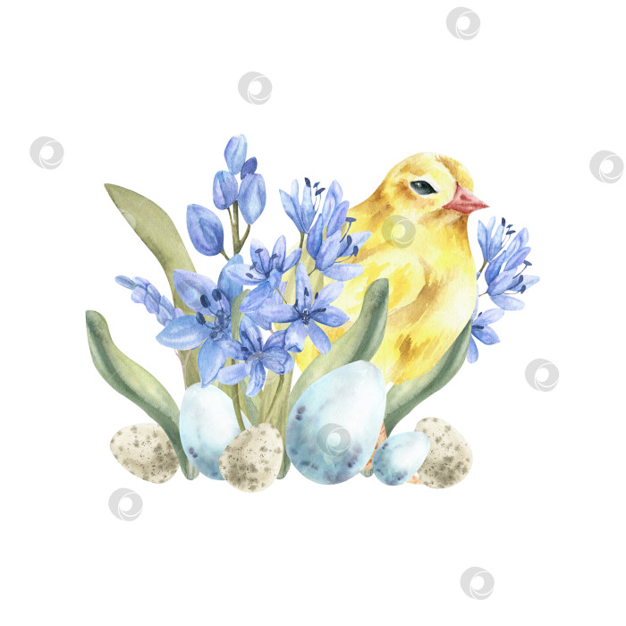 Скачать Акварельная композиция "Счастливая Пасха" с желтым цыпленком, первыми весенними бледно-голубыми цветами и яйцами. Нарисованные вручную винтажные клипарты для приглашений, этикеток, логотипов, дизайна упаковки фотосток Ozero
