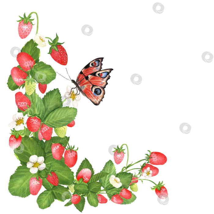 Скачать Рисованная акварельная иллюстрация. Декоративный уголок с красной сочной клубникой, зелеными листьями и бабочкой. фотосток Ozero
