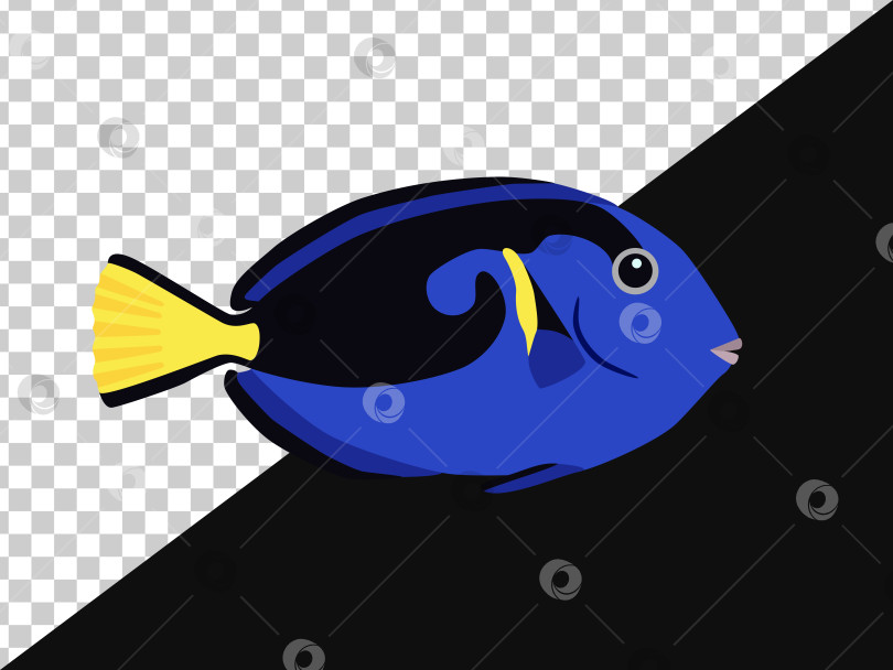 Скачать Синяя желтая рыба синий хирург без фона и на темном фоне фотосток Ozero