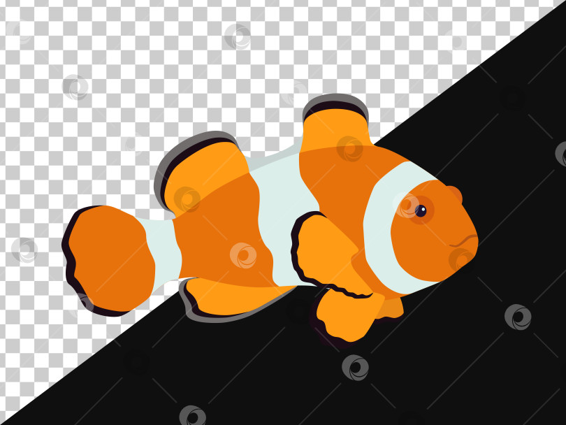 Скачать Рыба-клоун с черными и оранжевыми полосками без фона и на темном фоне фотосток Ozero