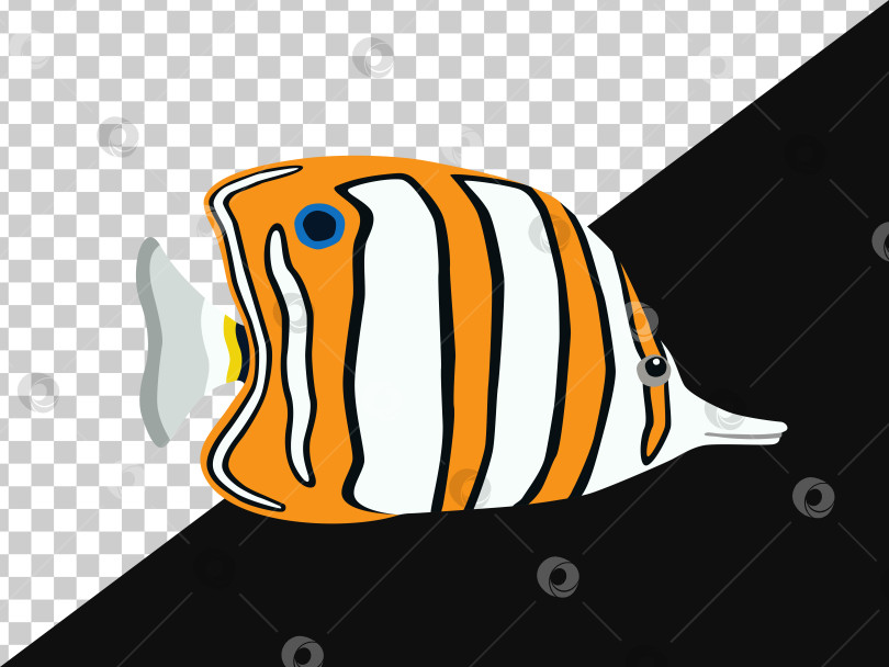 Скачать Рыба-бабочка с черными и оранжево-белыми полосками без фона и на темном фоне фотосток Ozero