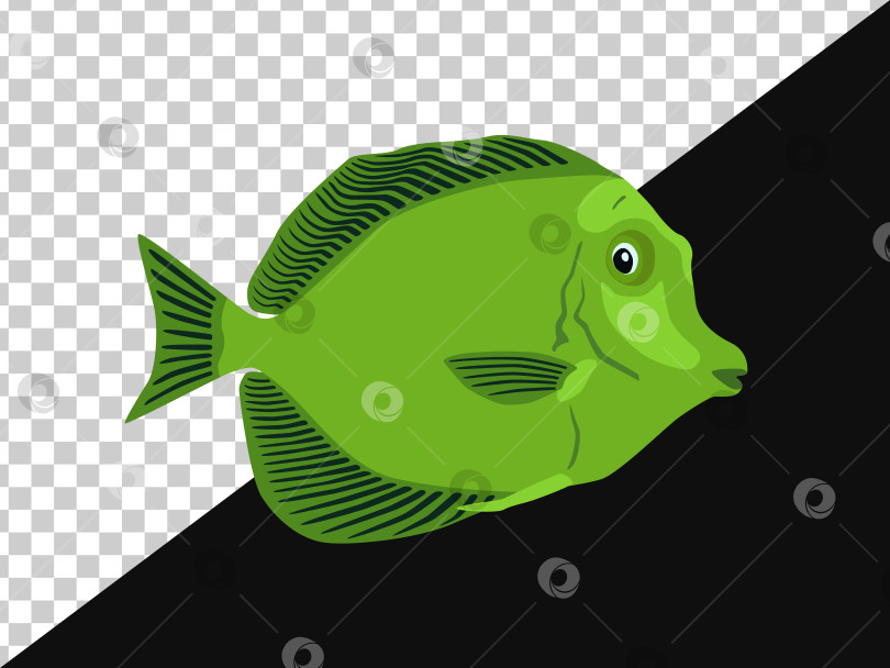 Скачать Рыба зеленая с темными полосками на плавниках без фона и на темном фотосток Ozero