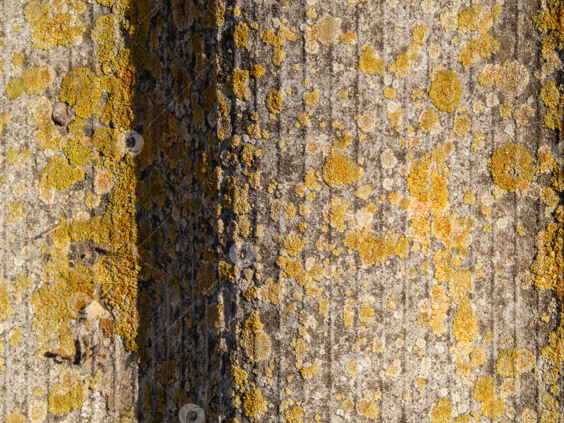 Скачать Естественный текстурированный фон. Поверхность сланца, покрытая лишайником при солнечном свете фотосток Ozero